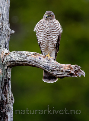 BB 11 0160 / Accipiter nisus / Spurvehauk